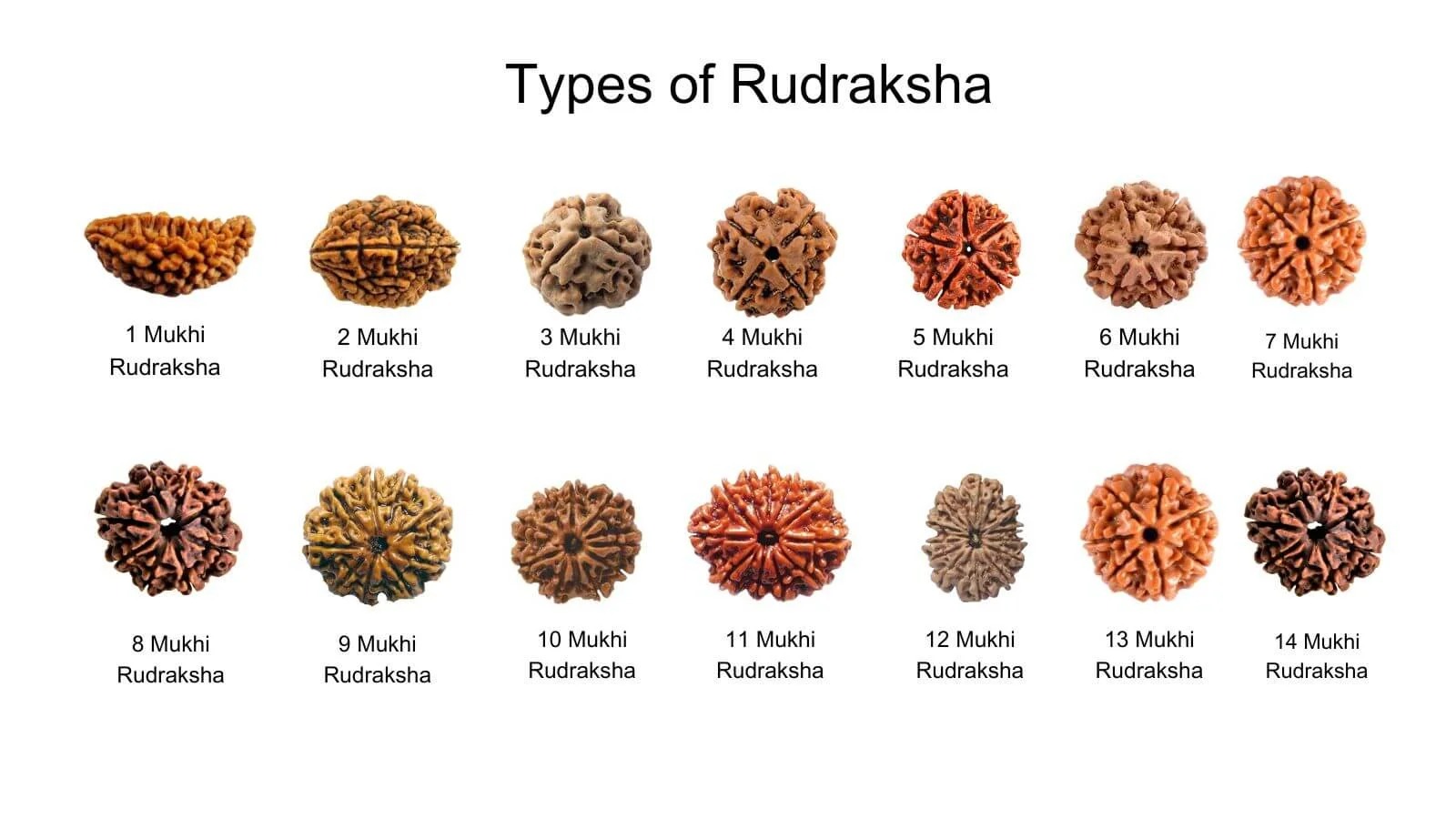 Rudraksha Image 1